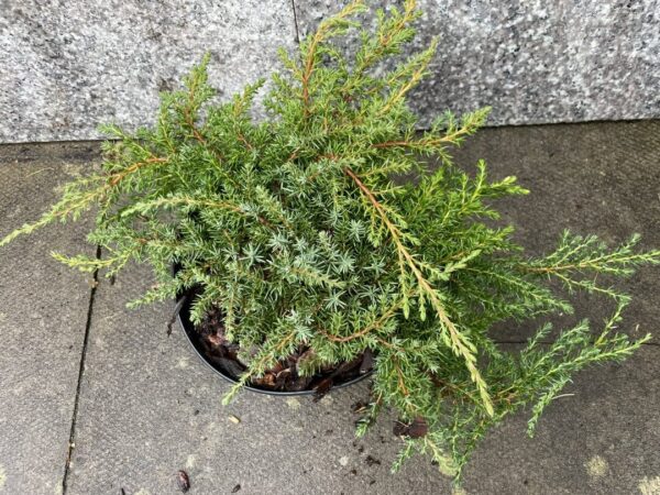 Juniperus communis 'Green Carpet'