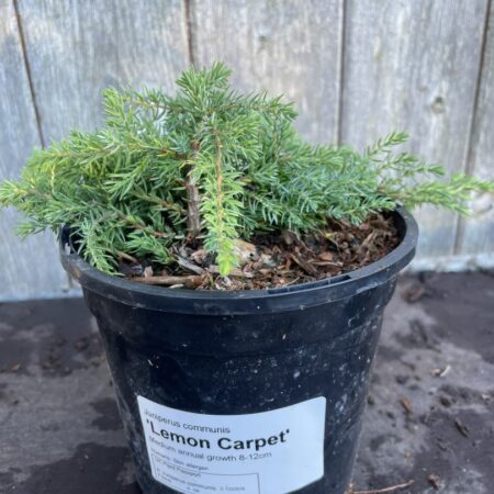 Juniperus communis Common Juniper ‘Lemon Carpet’