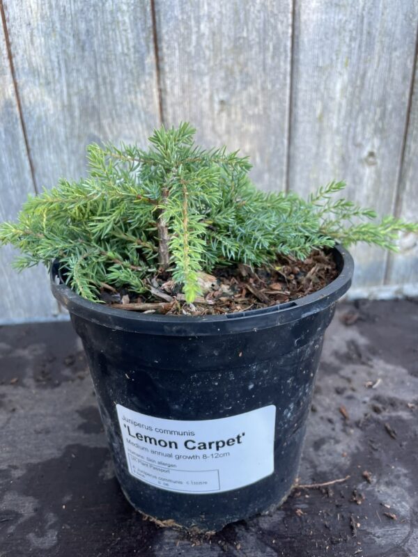 Common Juniper 'Lemon Carpet' 10/20cm (1L)