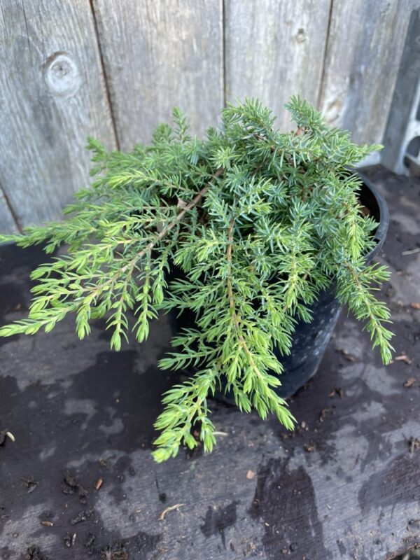 Common Juniper 'Lemon Carpet' 10/20cm (1L) - Image 2