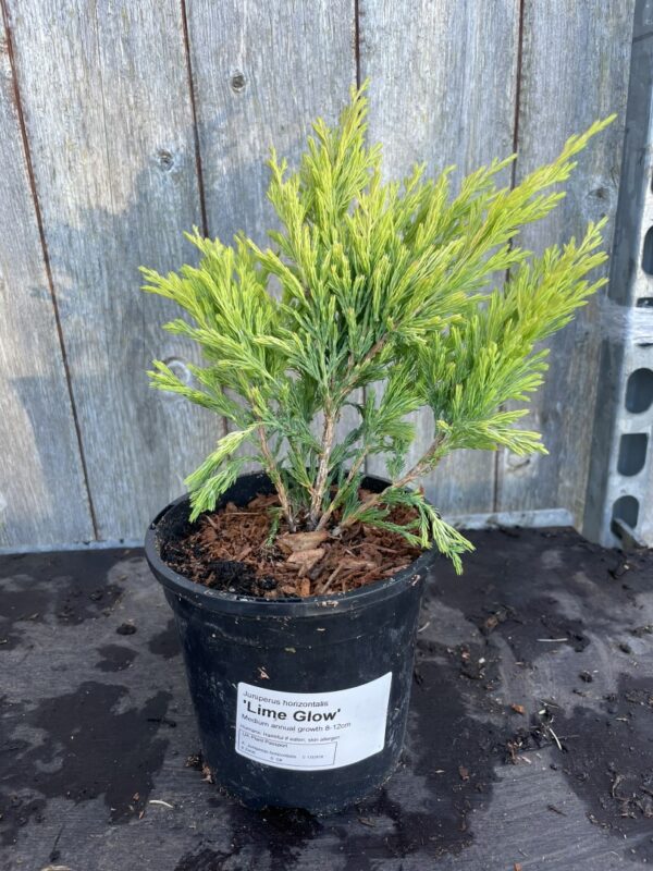 Creeping Juniper 'Limeglow' (1L) - Image 2
