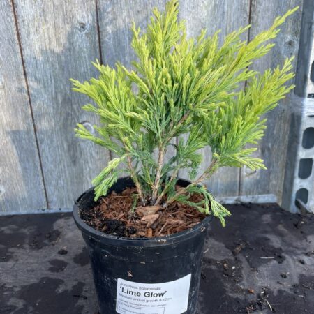 Juniperus horizontalis Creeping Juniper ‘Limeglow’