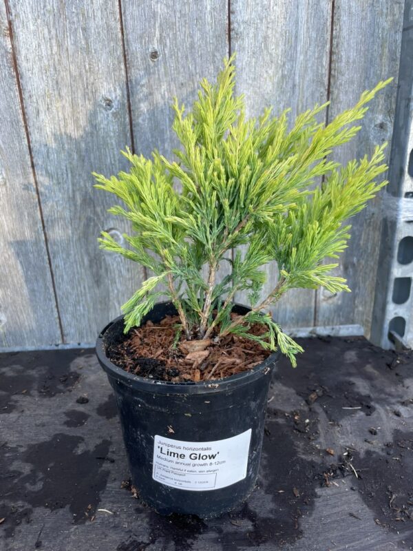 Creeping Juniper 'Limeglow' (1L)