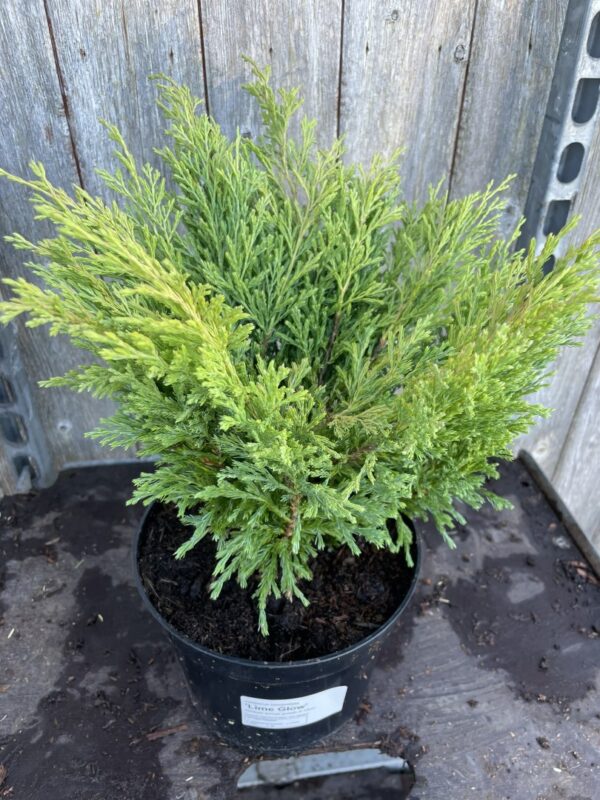 Creeping Juniper 'Limeglow' (3L) - Image 2