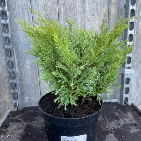 Juniperus horizontalis Creeping Juniper ‘Limeglow’