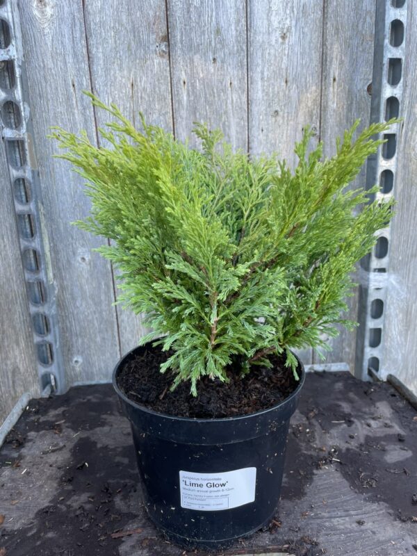 Creeping Juniper 'Limeglow' (3L)