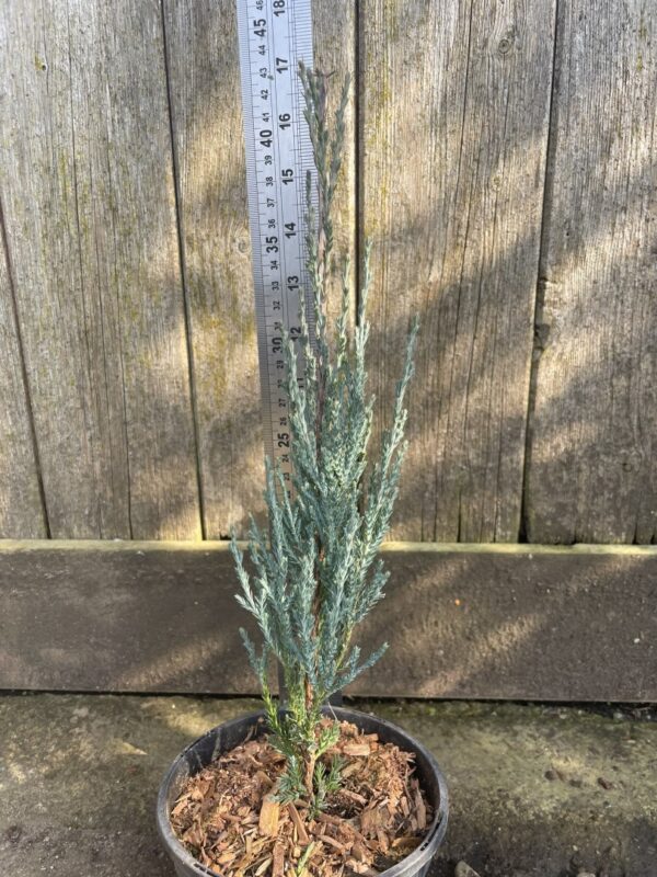 Juniper 'Blue Arrow' 30/40cm (1L) - Image 2