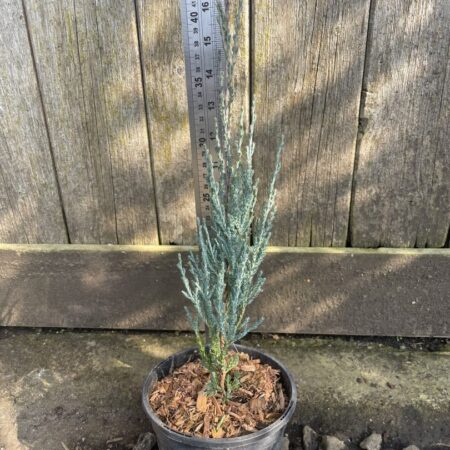 Juniper 'Blue Arrow' 30/40cm (1L)