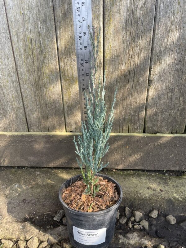 Juniper 'Blue Arrow' 30/40cm (1L)