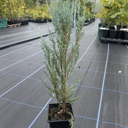 Juniper 'Skyrocket' 20/40cm (P9)