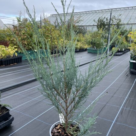 Juniper 'Skyrocket' 60/80cm (2L)