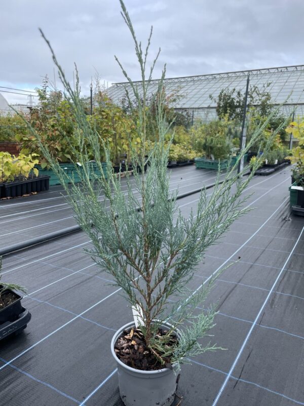 Juniper 'Skyrocket' 60/80cm (2L)