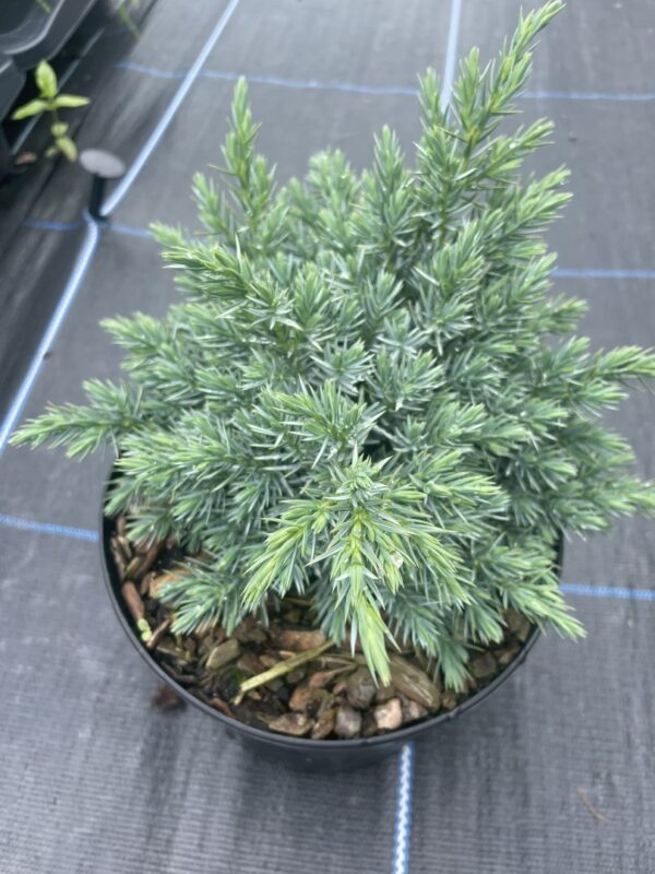 Juniper 'Blue Star' 20/40cm (2L) - Image 2