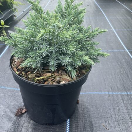 Juniper 'Blue Star' 20/40cm (2L)