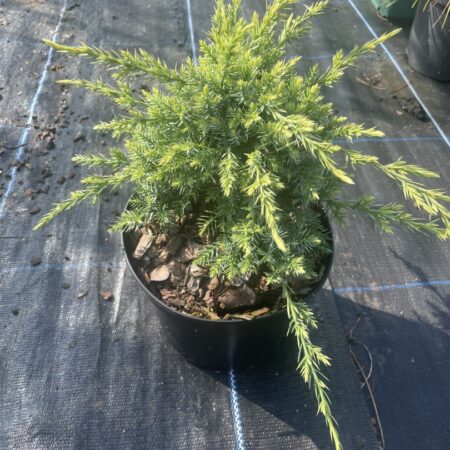 Juniperus squamata Flaky Juniper 'Holger' (2L)