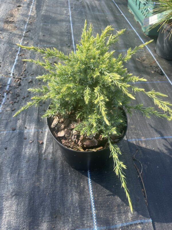 Juniperus squamata Flaky Juniper 'Holger' (2L)