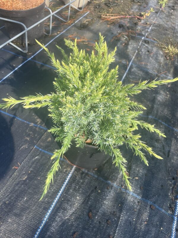 Juniperus squamata Flaky Juniper 'Holger' (2L)
