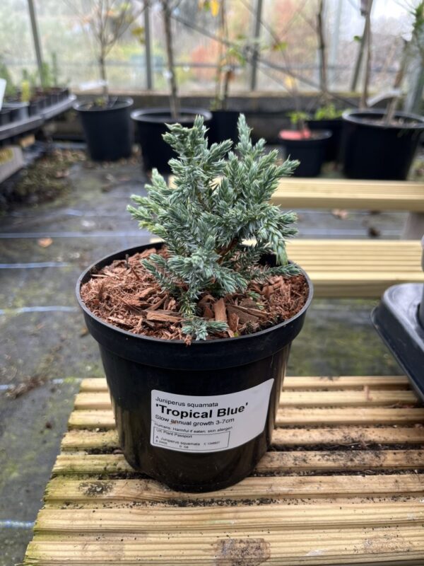 Flaky Juniper 'Tropical Blue' (1L) - Image 2