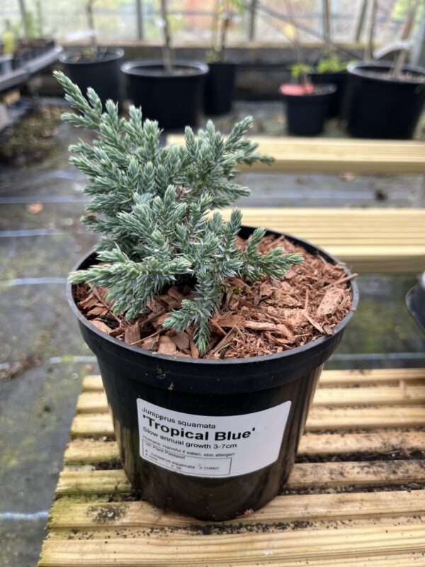 Flaky Juniper 'Tropical Blue' (1L) - Image 3