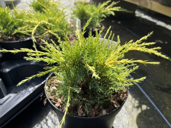 Juniperus × pfitzeriana - Juniper 'Old Gold'