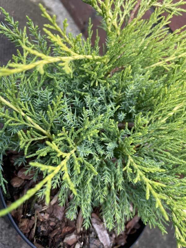 Juniperus × pfitzeriana - Juniper 'Old Gold'