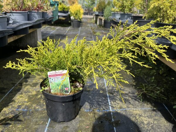 Juniperus × pfitzeriana - Juniper 'Old Gold'