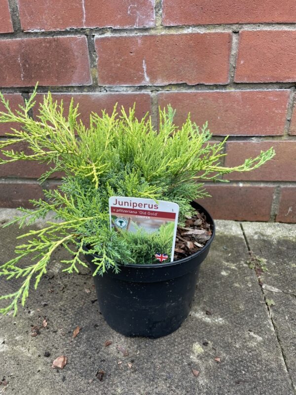 Juniperus × pfitzeriana - Juniper 'Old Gold'