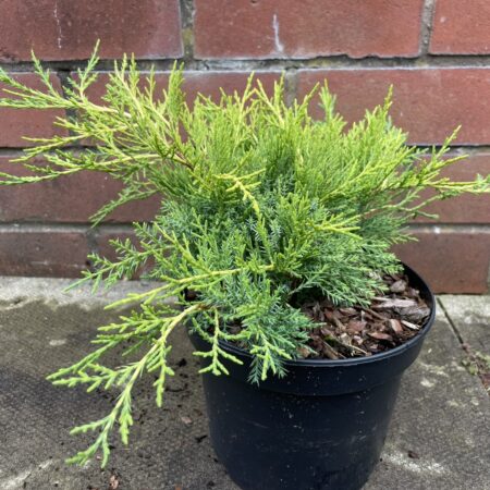 Juniperus × pfitzeriana - Juniper 'Old Gold'