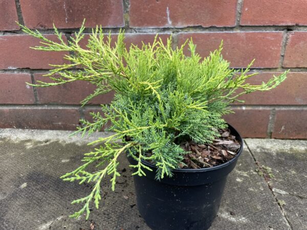 Juniperus × pfitzeriana - Juniper 'Old Gold'