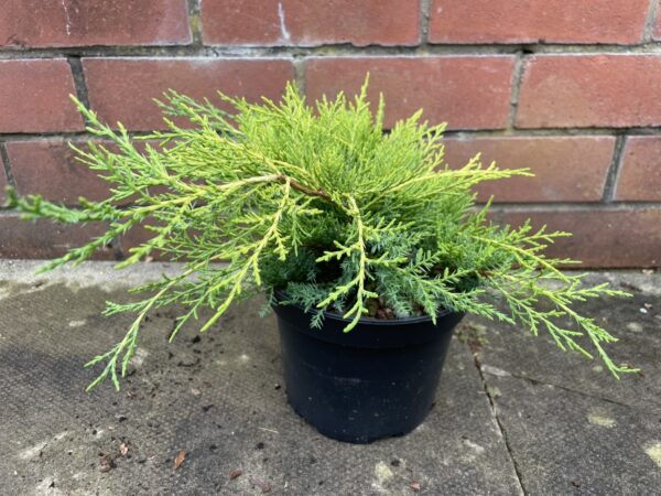 Juniperus × pfitzeriana - Juniper 'Old Gold'