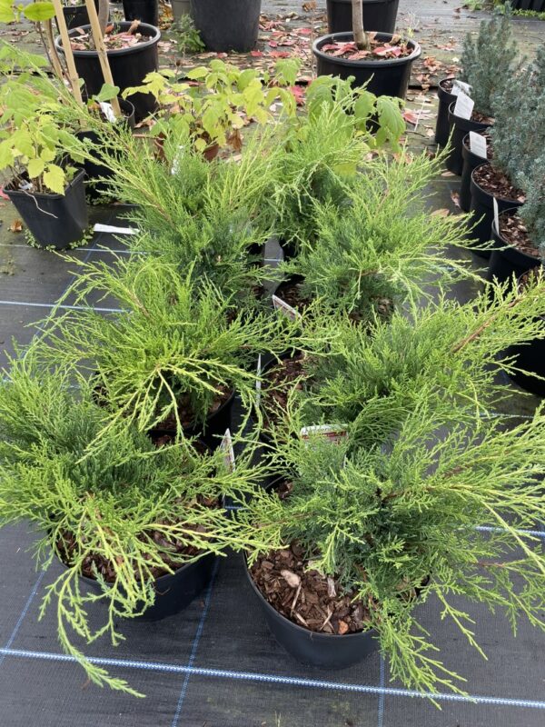 Juniper 'Old Gold' Tree (5L) - Image 4
