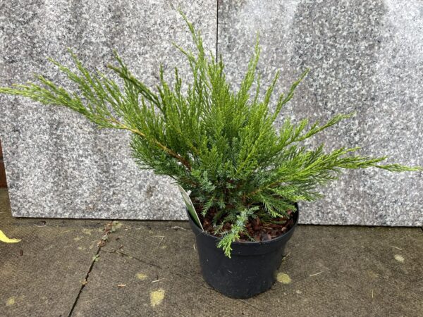 Juniperus × pfitzeriana 'Monlep'