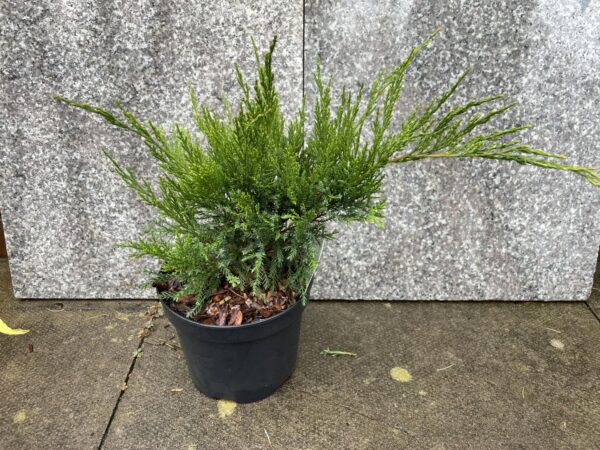 Juniperus × pfitzeriana 'Monlep'