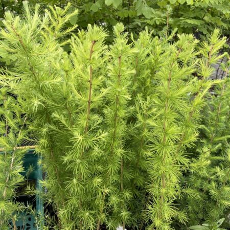 European Larch 80/100cm (2L)