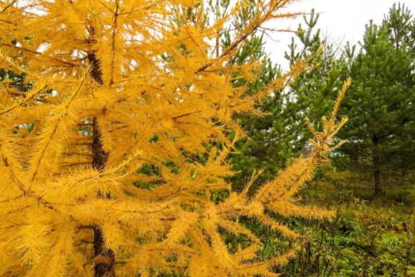 Larix decidua - European Larch