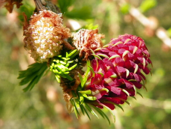 Larix decidua - European Larch