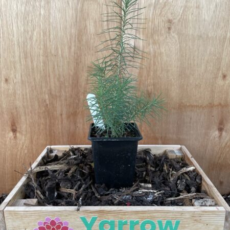 European Larch Bonsai (P9)