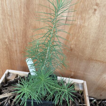 Hybrid Dunkeld Larch Bonsai (P9)