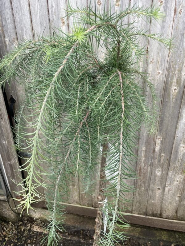 Japanese Larch 'Stiff Weeping' (25L) - Image 2
