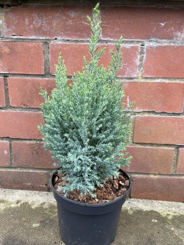 Lawson Cypress 'Bleu Nantais' (2L)