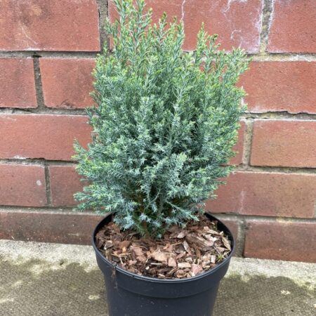 Lawson Cypress 'Bleu Nantais' (2L)