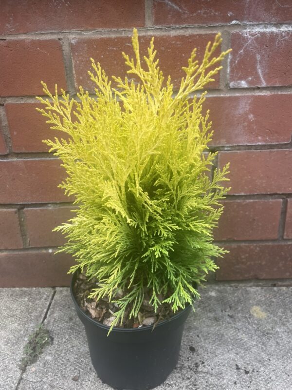 Lawson Cypress - Chamaecyparis lawsoniana 'Golden Pot'