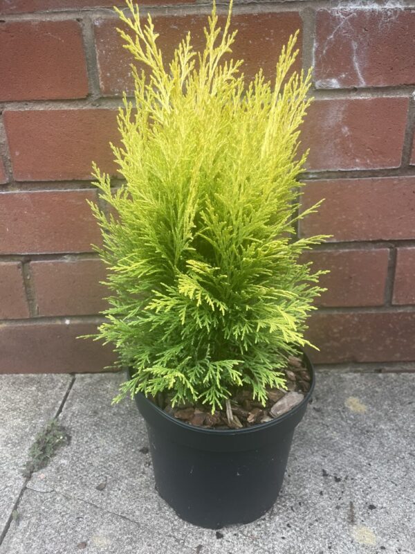Lawson Cypress - Chamaecyparis lawsoniana 'Golden Pot'