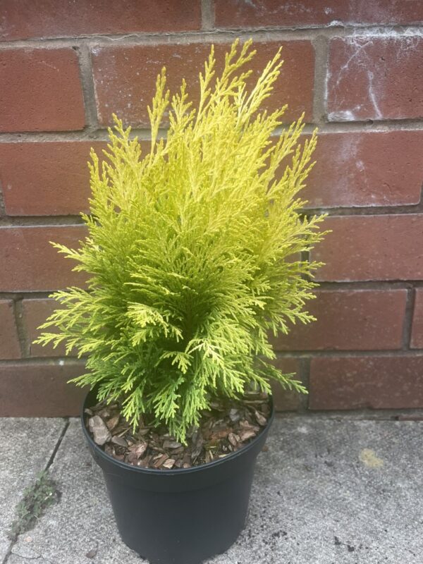 Lawson Cypress - Chamaecyparis lawsoniana 'Golden Pot'