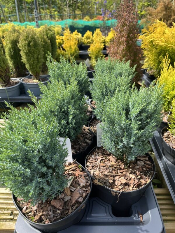 Lawson Cypress 'Chilworth Silver' (2L)