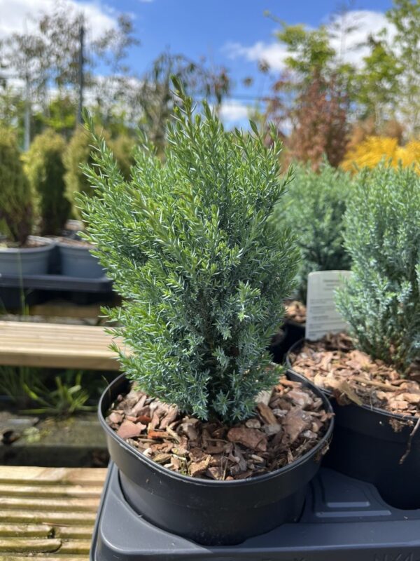Lawson Cypress 'Chilworth Silver' (2L)
