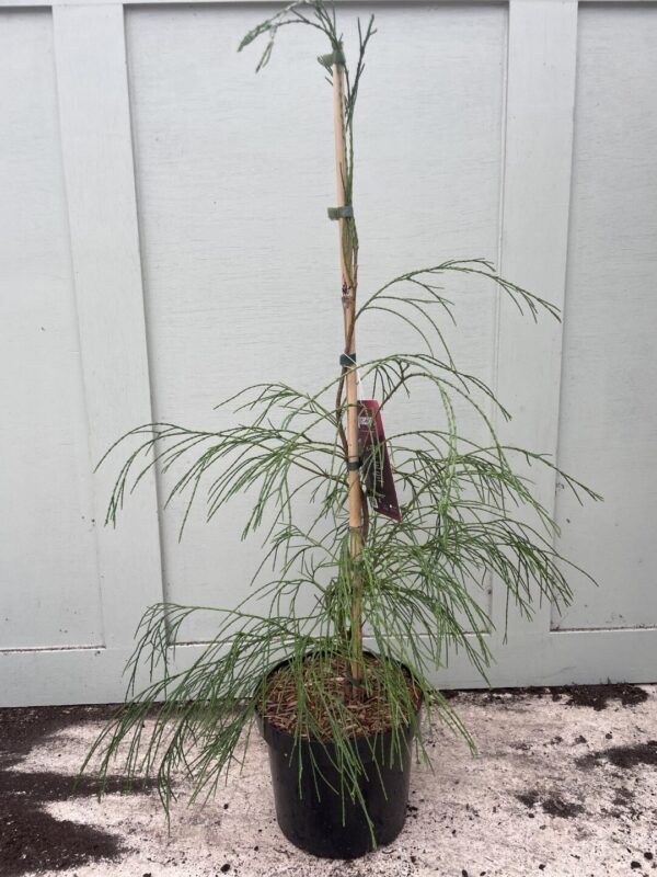 Lawson Cypress 'Drooping Solo' 60/80cm (5L) - Image 2