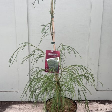 Lawson Cypress ‘Drooping Solo’Â