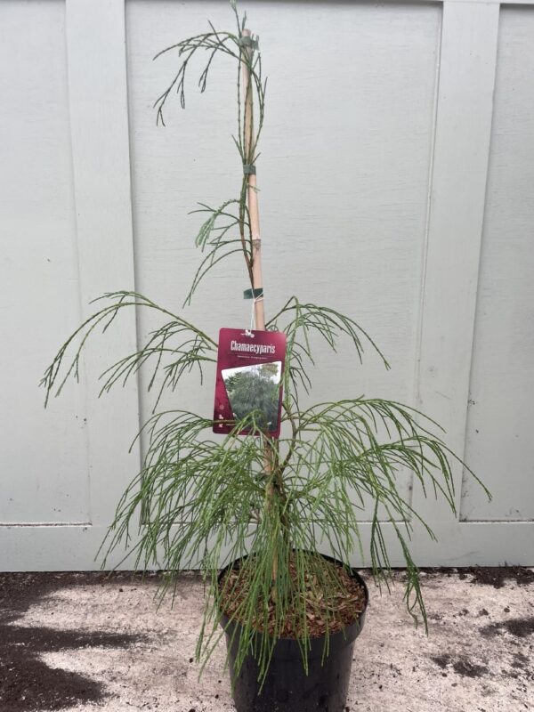 Lawson Cypress 'Drooping Solo' 60/80cm (5L)