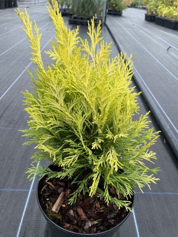 Lawson Cypress 'Golden Pot' (2L) - Image 2